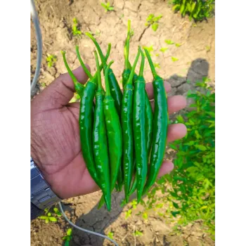 green chilli  (31)-5785689-95375.webp